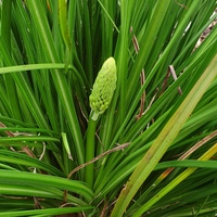 Kniphofia citrina